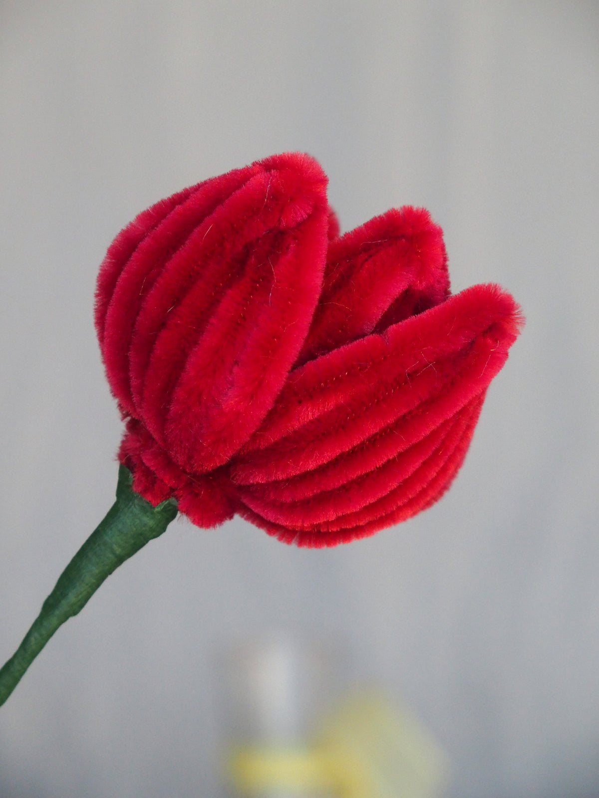 Tulipano Piccolo