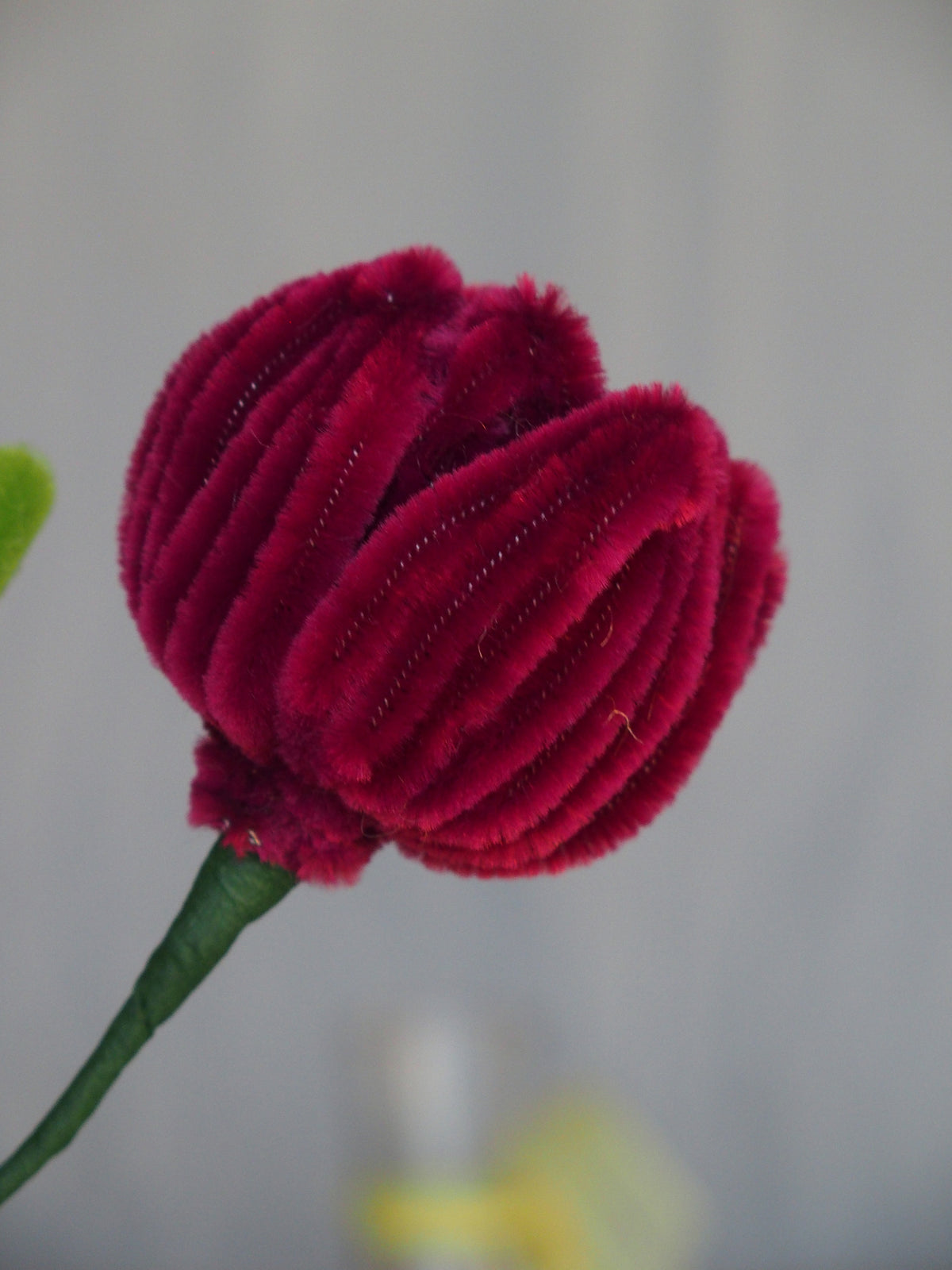 Tulipano Piccolo
