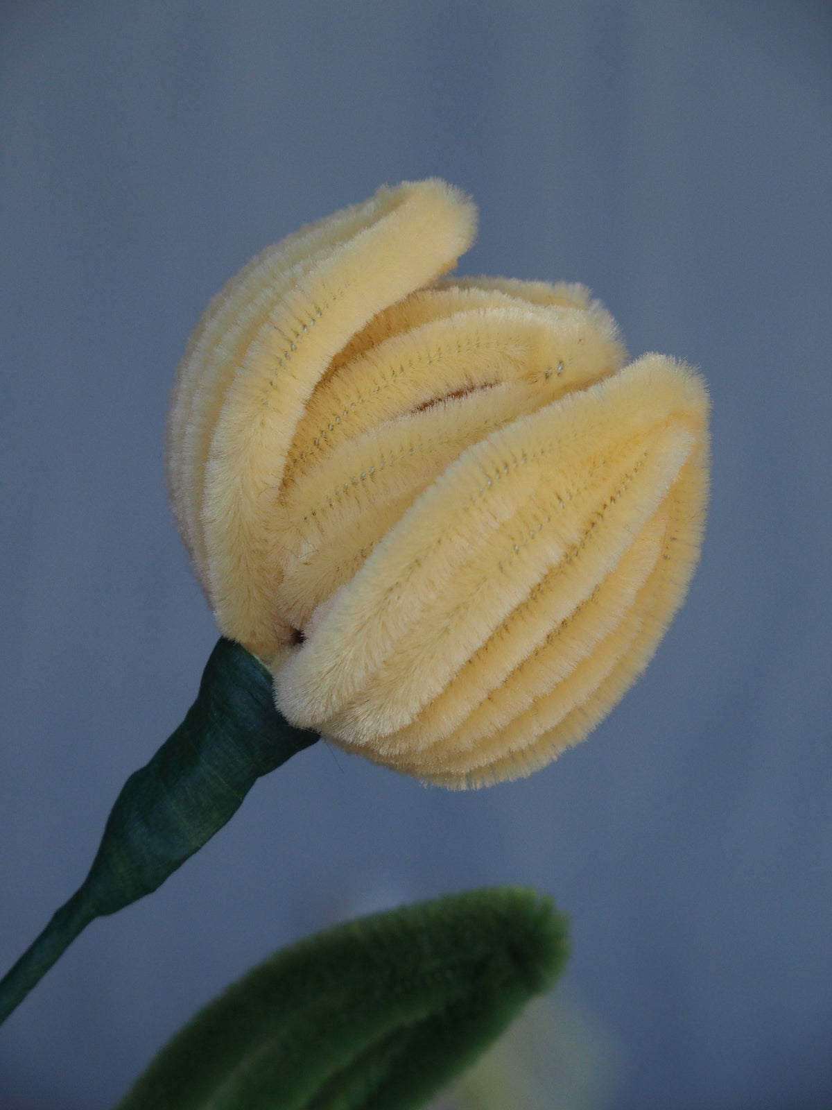Tulipano Piccolo