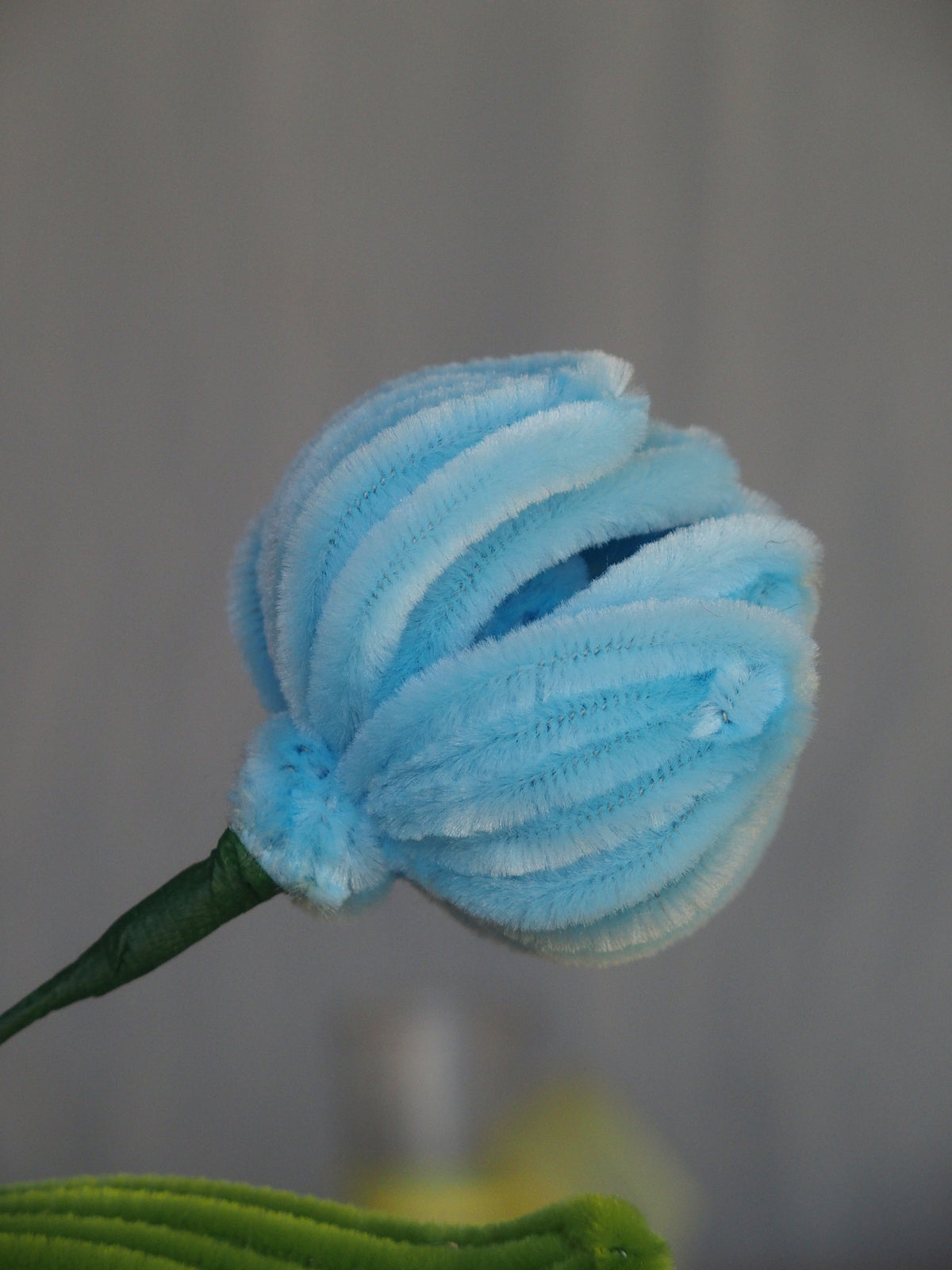 Tulipano Piccolo