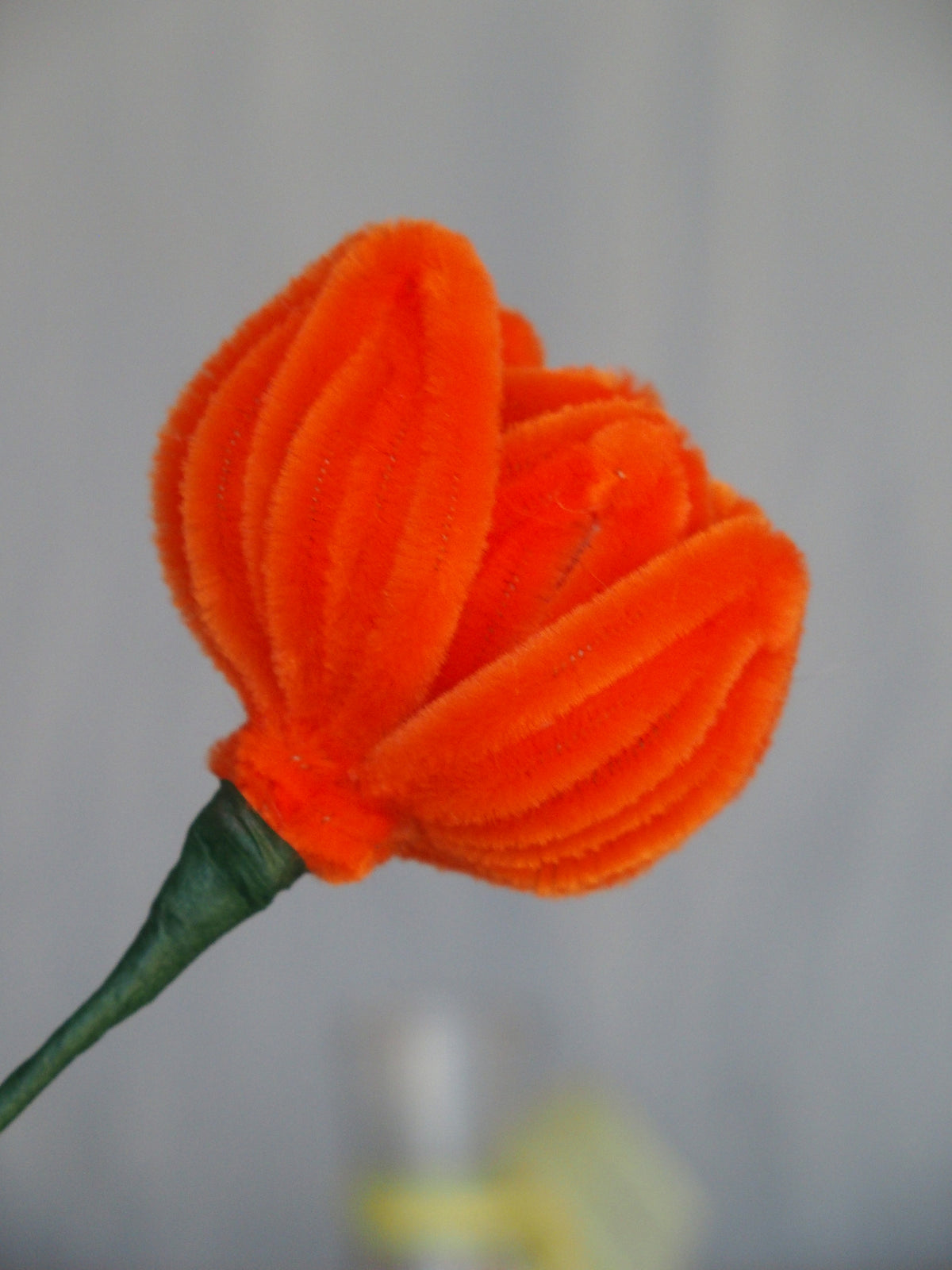 Tulipano Piccolo