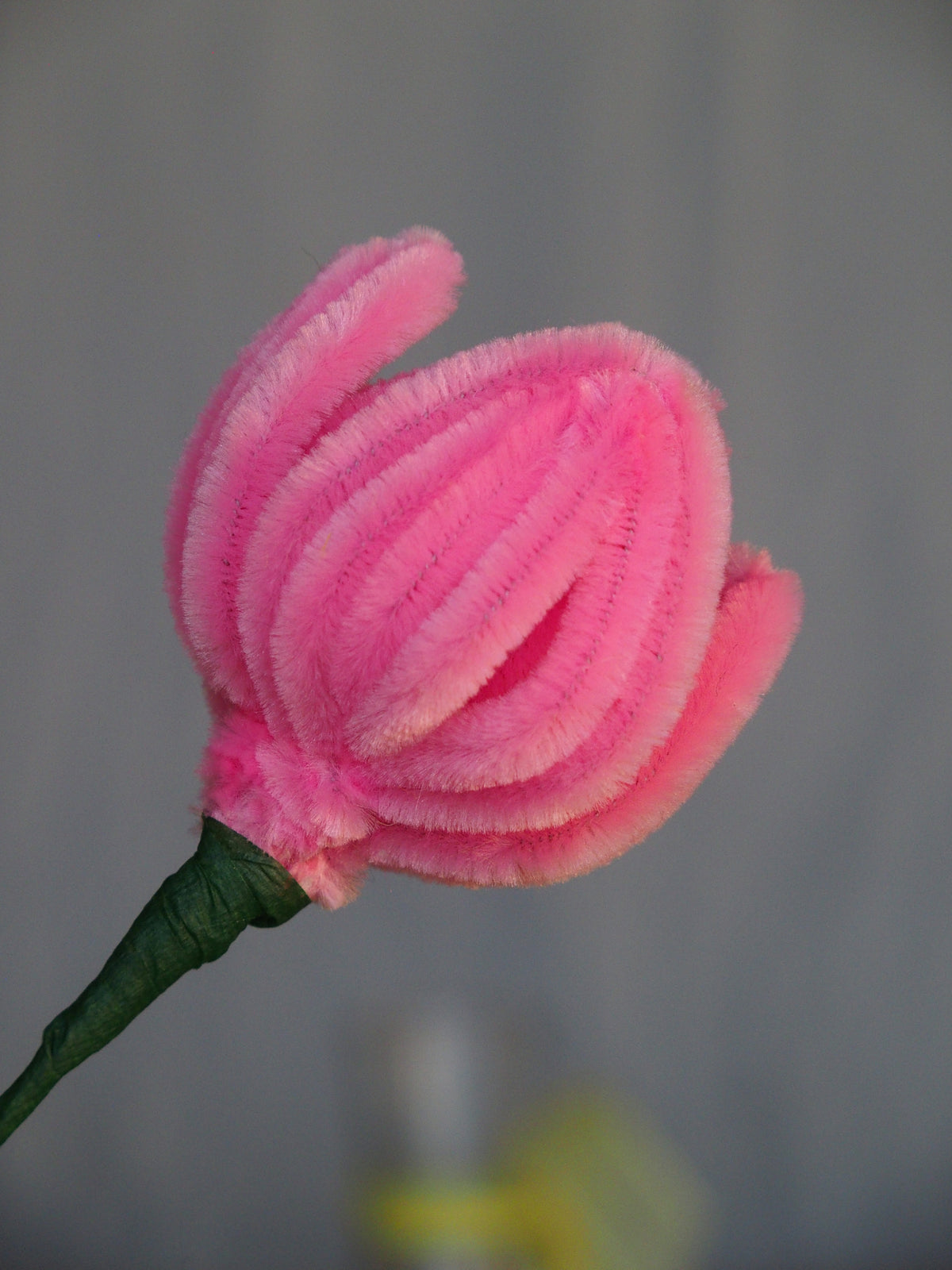 Tulipano Piccolo