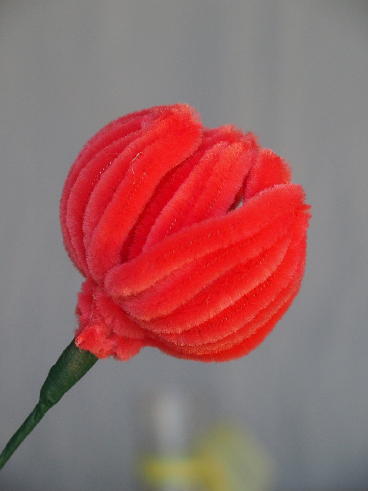 Tulipano Piccolo