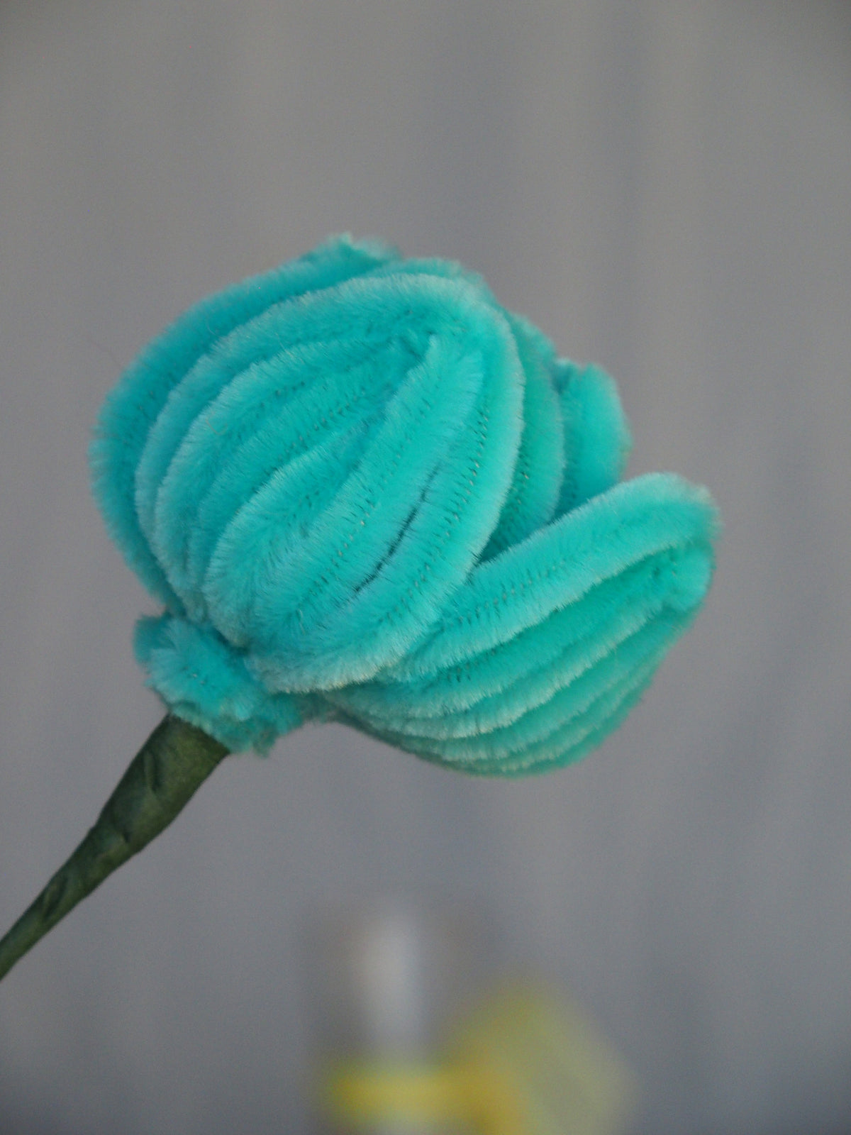 Tulipano Piccolo