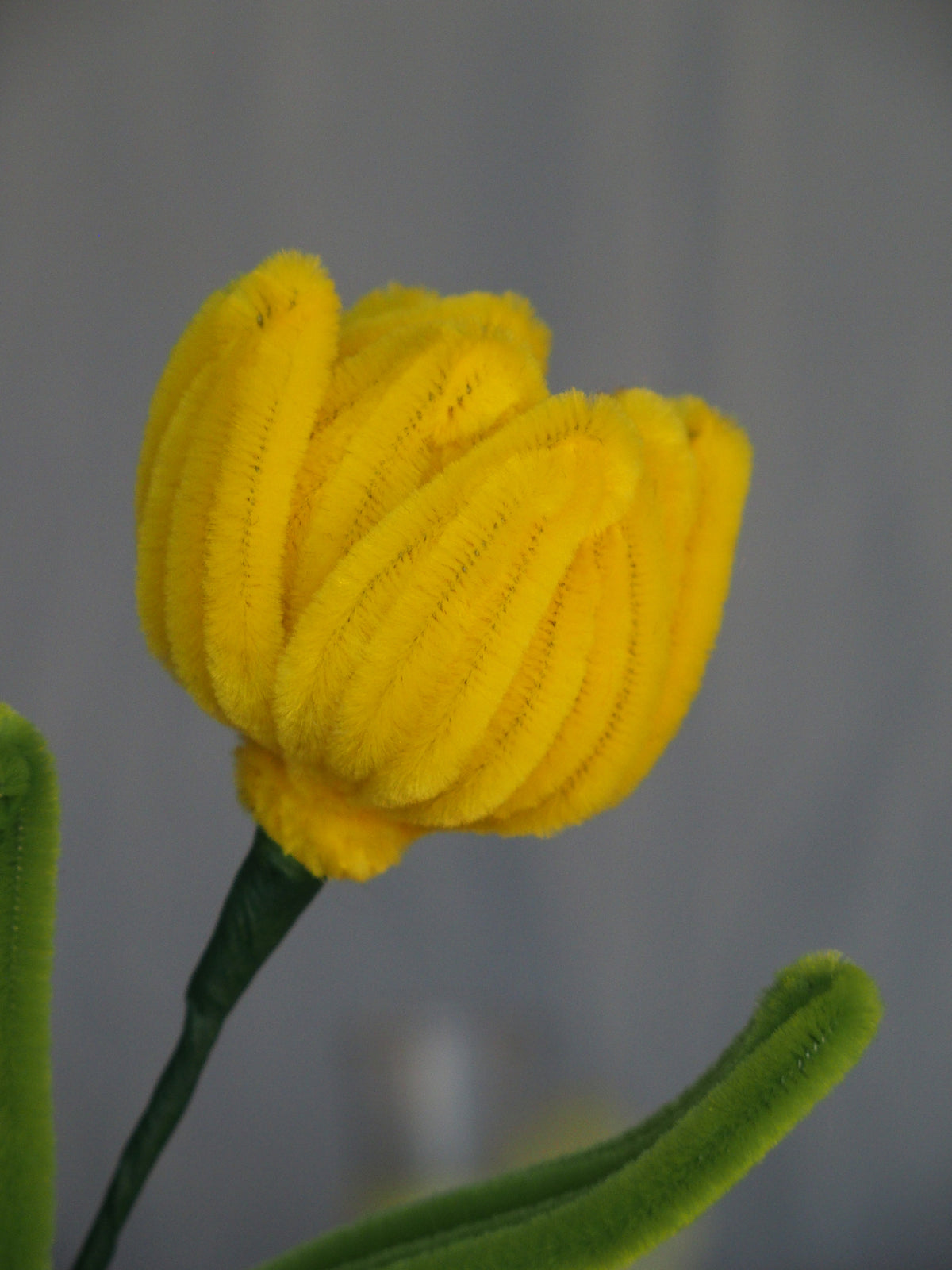 Tulipano Piccolo