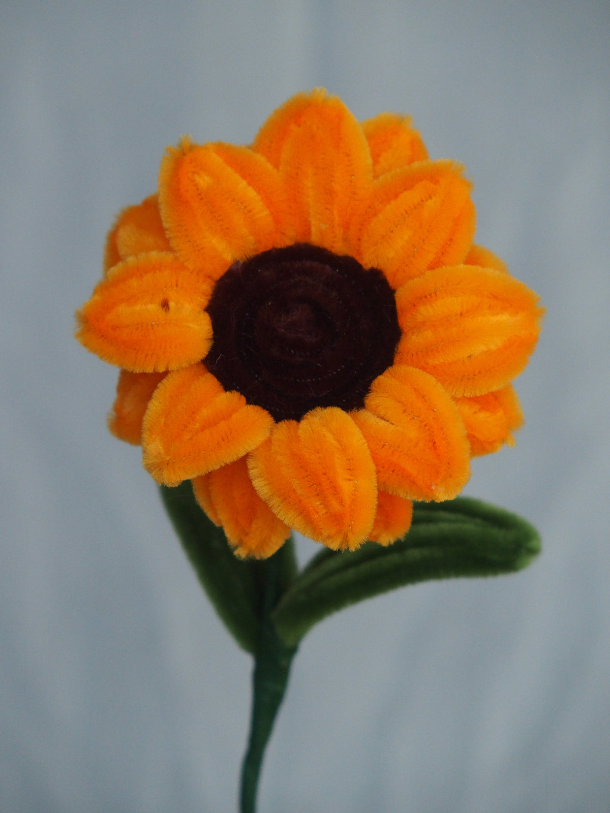 Girasole