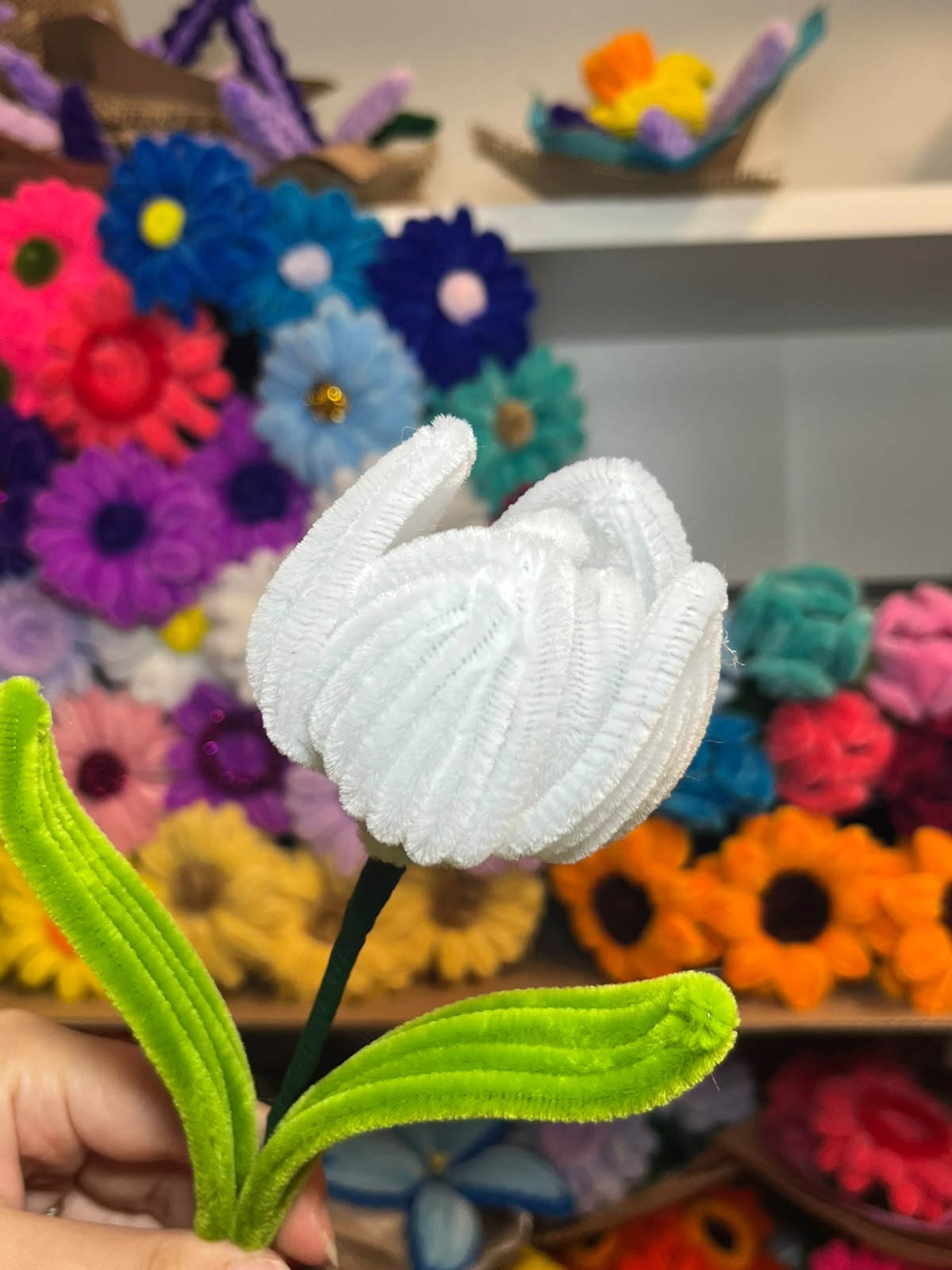 Tulipano Grande