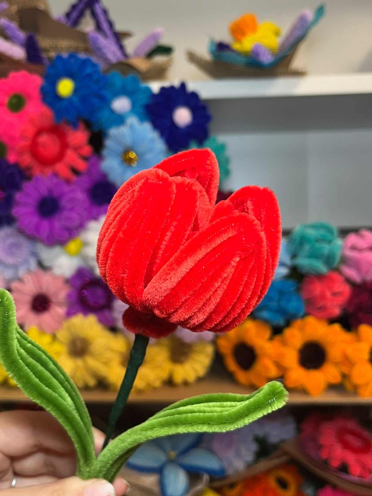 Tulipano Grande